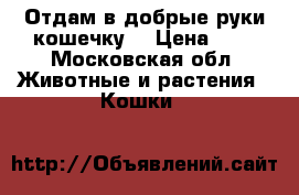 Отдам в добрые руки кошечку! › Цена ­ 1 - Московская обл. Животные и растения » Кошки   